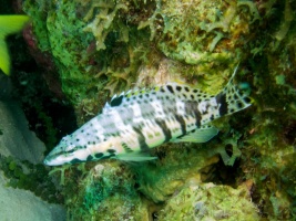 Harlequin Bass IMG 5647